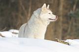 SIBERIAN HUSKY 180